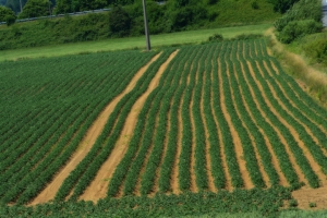 06_steenwerck.jpg