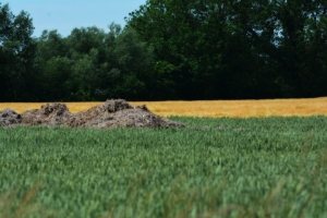 08_steenwerck.jpg