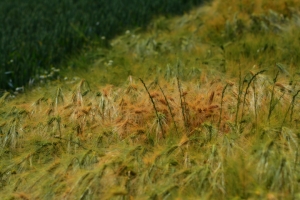 09_steenwerck.jpg