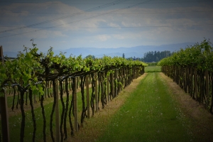 Nazwa pliku=152_modena_italia.jpg
Wielkość pliku=336KiB
Rozmiar=780x520
Data dodania= 08, Maj 2016 152_modena_italia.jpg