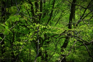 Nazwa pliku=41_rudawka-rymanowska.jpg
Wielkość pliku=540KiB
Rozmiar=780x520
Data dodania= 11, Maj 2016 41_rudawka-rymanowska.jpg