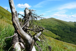 44-halicz-tarnica.jpg