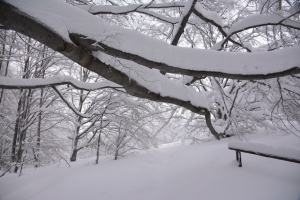 59_Szeroki_Wierch_Bieszczady.jpg