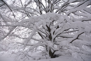 60_Szeroki_Wierch_Bieszczady.jpg