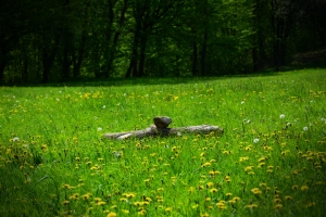 Nazwa pliku=61_rudawka-rymanowska.jpg
Wielkość pliku=435KiB
Rozmiar=780x520
Data dodania= 11, Maj 2016 61_rudawka-rymanowska.jpg