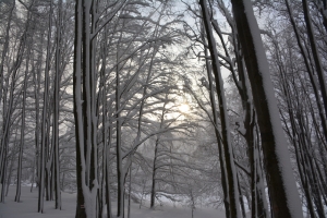 Nazwa pliku=63_Szeroki_Wierch_Bieszczady.jpg
Wielkość pliku=496KiB
Rozmiar=860x574
Data dodania= 10, Styczeń 2019 63_Szeroki_Wierch_Bieszczady.jpg