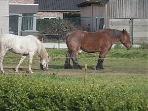 04_jabbeke-belgia.jpg