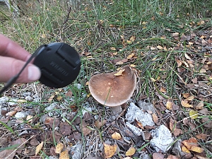 Nazwa pliku=06_Carling_Dardilly.jpg
Wielkość pliku=556KiB
Rozmiar=780x585
Data dodania= 17, Październik 2014 06_Carling_Dardilly.jpg