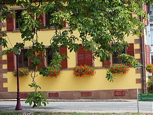 Nazwa pliku=101-hippolyte.jpg
Wielkość pliku=529KiB
Rozmiar=780x585
Data dodania= 10, Sierpień 2012 101-hippolyte.jpg