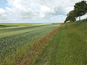 Nazwa pliku=13-N4_Maisons-En-Champagne.jpg
Wielkość pliku=390KiB
Rozmiar=780x585
Data dodania= 18, Czerwiec 2012 13-N4_Maisons-En-Champagne.jpg