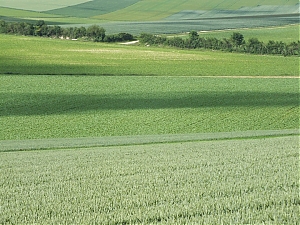 Nazwa pliku=16-N4_Maisons-En-Champagne.jpg
Wielkość pliku=451KiB
Rozmiar=780x585
Data dodania= 18, Czerwiec 2012 16-N4_Maisons-En-Champagne.jpg