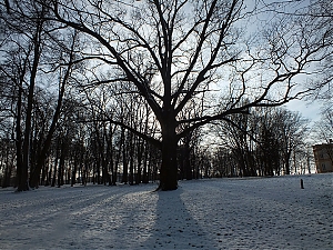 19-tyczyn.jpg