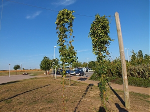 Nazwa pliku=29_Aire-Du-Haut-Koenigsbourg_.jpg
Wielkość pliku=441KiB
Rozmiar=780x585
Data dodania= 23, Wrzesień 2012 29_Aire-Du-Haut-Koenigsbourg_.jpg