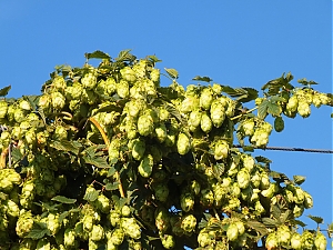 Nazwa pliku=30_Aire-Du-Haut-Koenigsbourg_.jpg
Wielkość pliku=445KiB
Rozmiar=780x585
Data dodania= 23, Wrzesień 2012 30_Aire-Du-Haut-Koenigsbourg_.jpg