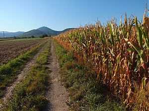 Nazwa pliku=32_Aire-Du-Haut-Koenigsbourg_.jpg
Wielkość pliku=521KiB
Rozmiar=780x585
Data dodania= 23, Wrzesień 2012 32_Aire-Du-Haut-Koenigsbourg_.jpg