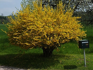 61_Epinal_Francja.jpg
