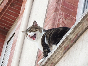 81_toulouse-2015.jpg