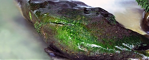 b006.jpg