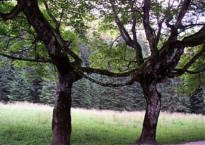 b236.jpg