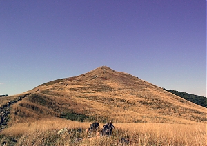 b260.jpg