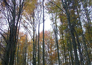 b272.jpg