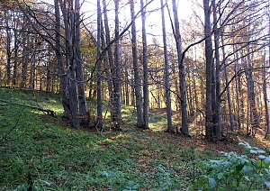 b275.jpg