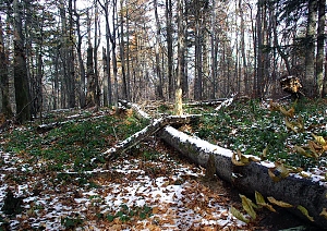 b299.jpg
