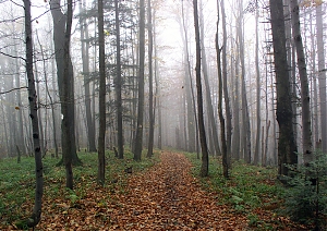 b301.jpg