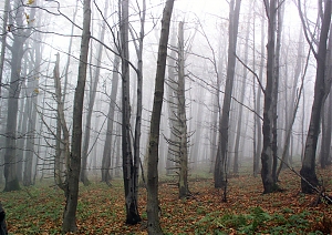 b305.jpg
