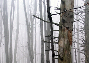 b306.jpg