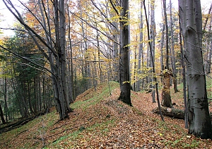 b312.jpg