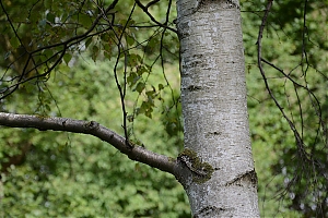 berrenraht_01.jpg