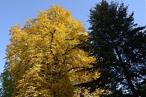 lancut-02.jpg