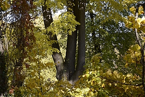lancut-09.jpg