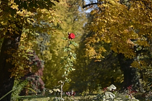 lancut-13.jpg
