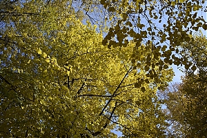 lancut-17.jpg