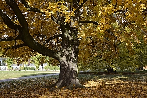 lancut-19.jpg