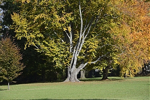 lancut-21.jpg