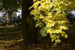 lancut-23.jpg