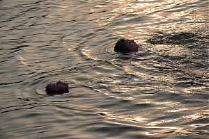 Nazwa pliku=okuninka_017.jpg
Wielkość pliku=405KiB
Rozmiar=780x520
Data dodania= 31, Sierpień 2015 okuninka_017.jpg