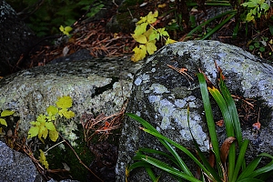 Nazwa pliku=popradske_pleso_029.jpg
Wielkość pliku=467KiB
Rozmiar=780x520
Data dodania= 17, Październik 2015 popradske_pleso_029.jpg