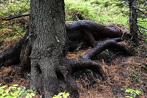 Nazwa pliku=popradske_pleso_034.jpg
Wielkość pliku=620KiB
Rozmiar=780x520
Data dodania= 17, Październik 2015 popradske_pleso_034.jpg