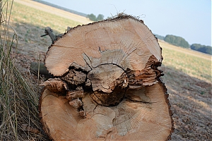 szczytnica_krzywa_017.jpg
